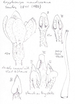 Vorschaubild Cryptocarya mandioccana Meisn.